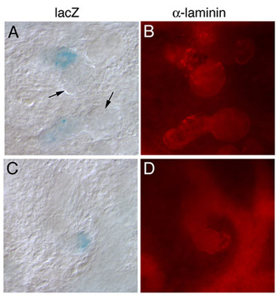 embryonic stem cells.jpg